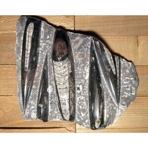 Orthoceras fossils large tablet plate 9" x 7" x 1.5" fossil collector